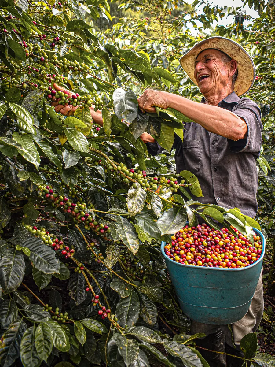 A coffee farmer harvesting ripe cherries into a basket